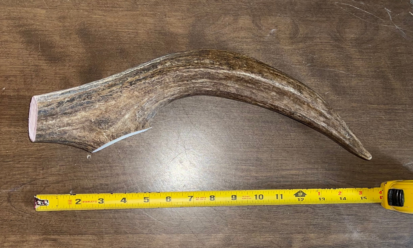Aug-1 Monster Moose Tine for good chewers