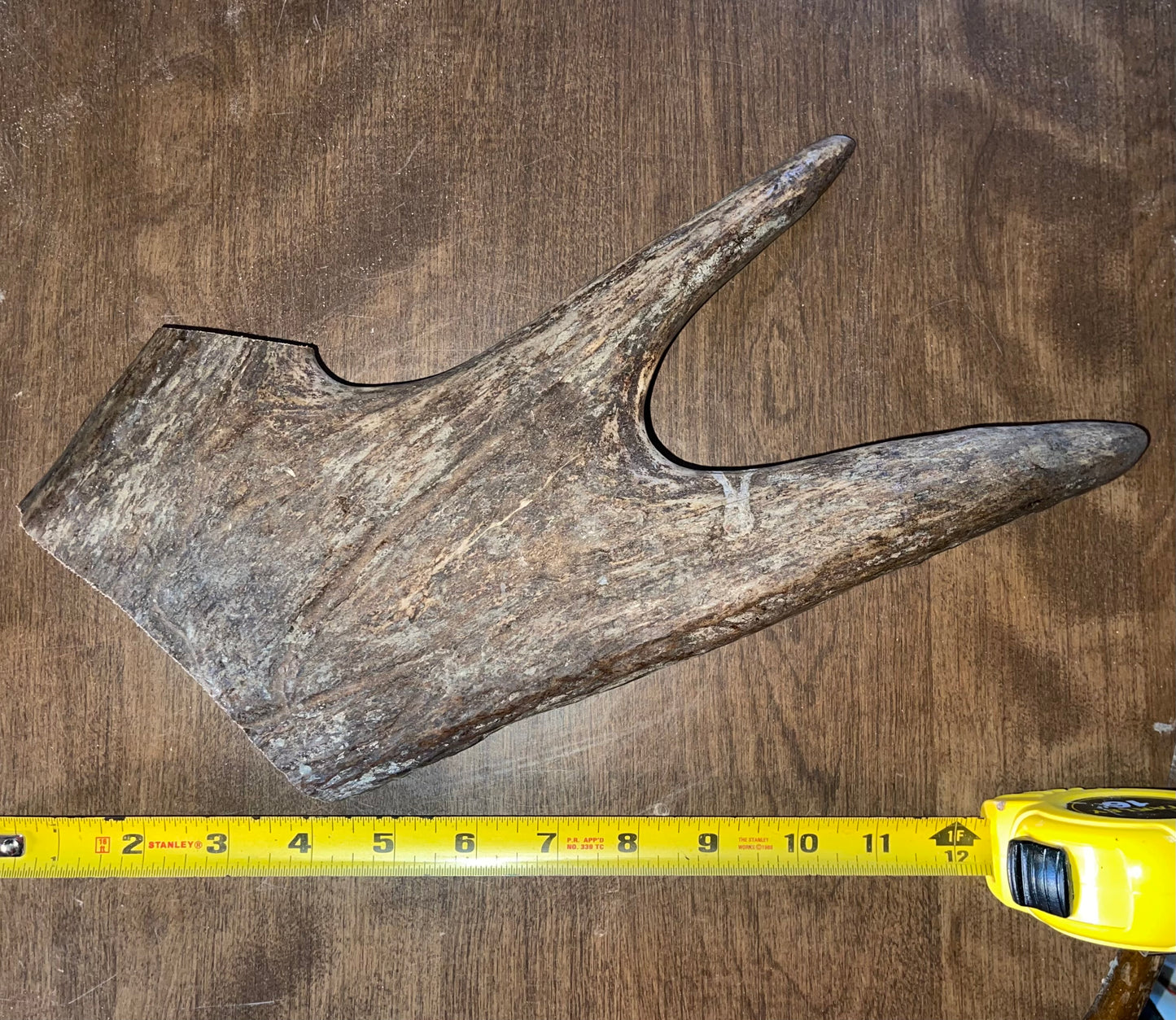 Jan-29 Monster Moose Paddle for good chewers