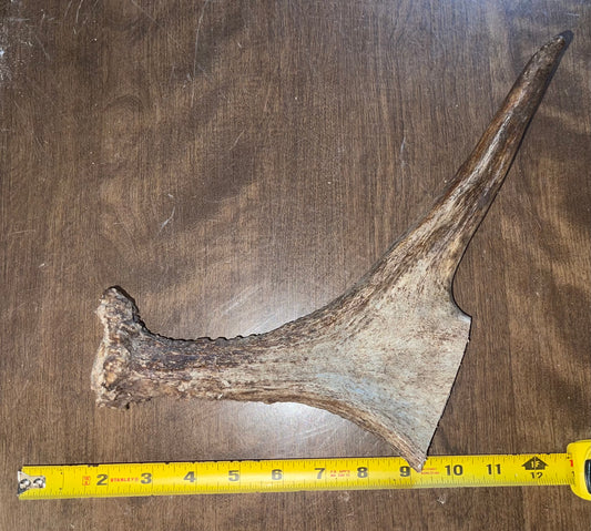 Aug-8 Moose Beam/Tine for good  chewers