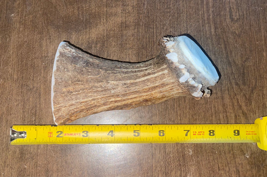 July-6 Moose Beam for very good to powerful chewers