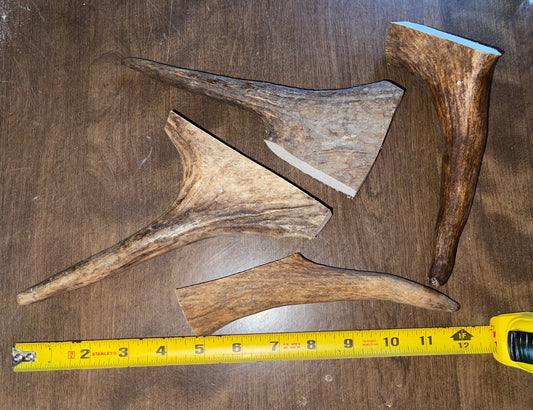 Aug-6 Moose Tine 4 piece (medium dogs) for good  chewers