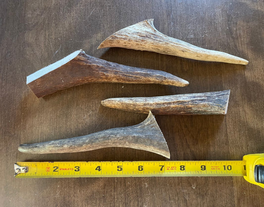 Aug-17 Moose Tine 4 piece ( Medium dogs) for good chewers