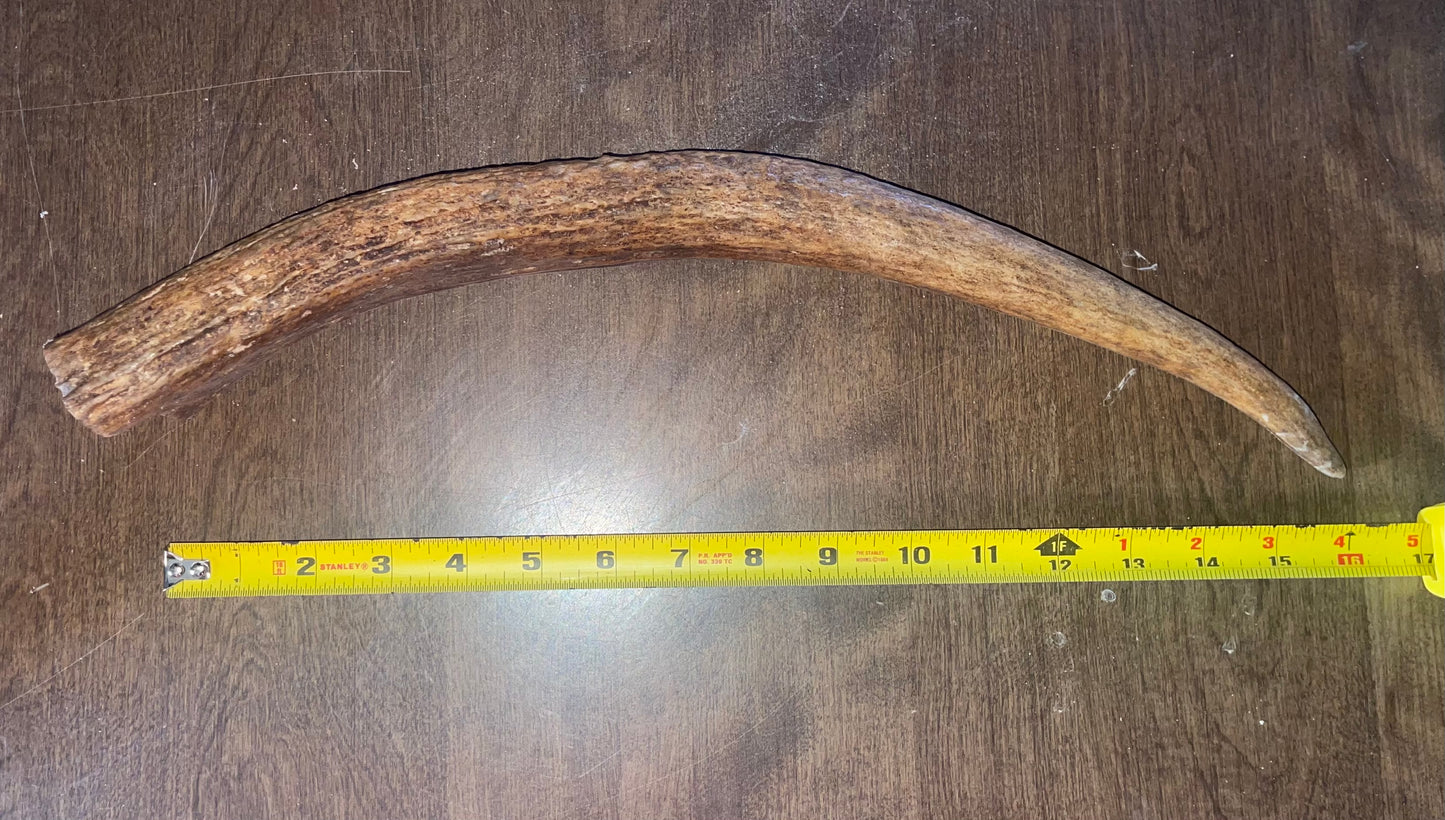 N13 Massive Moose Tine