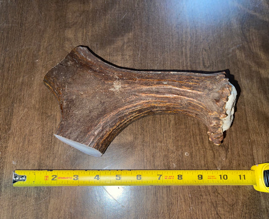 Sept-62-Monster Moose Beam 3XL for powerful chewers