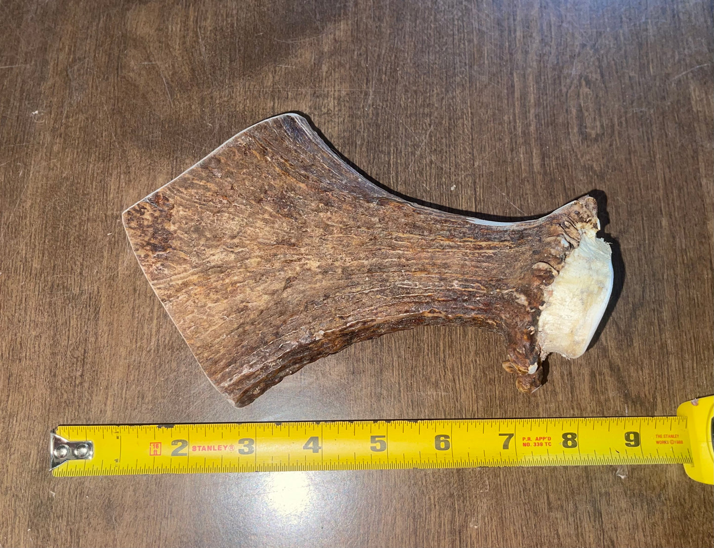 July-11 Moose Beam for good chewers