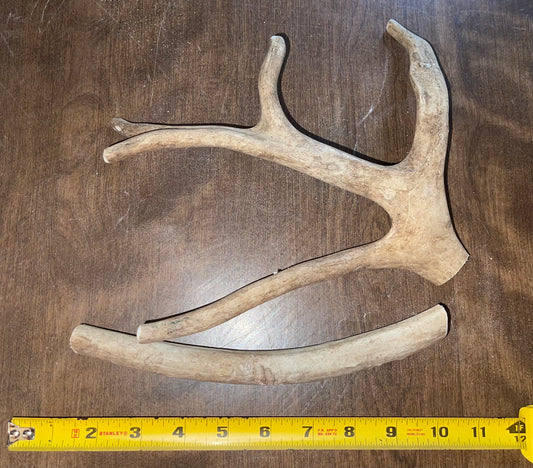 Aug-2  Caribou Duo for good  chewers