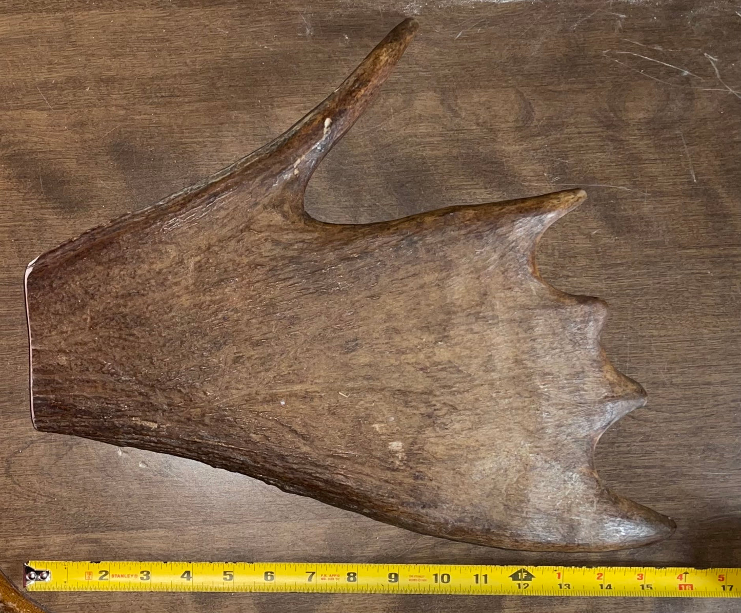 Aug-19 Dino Moose Paddle for Good to Very Good chewers ( Full Paddle of A Moose Shed)