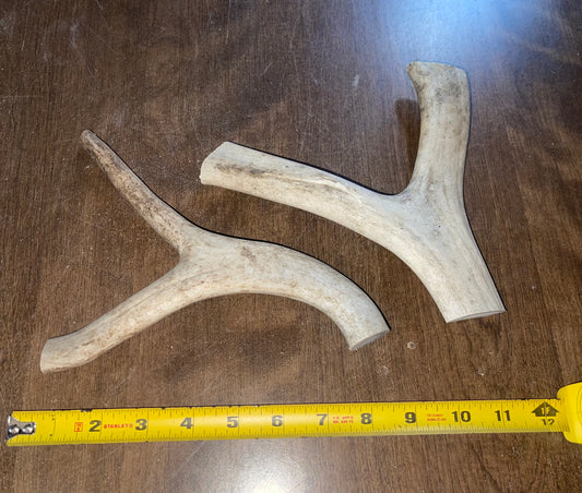 Caribou Y Shape-Large Duo