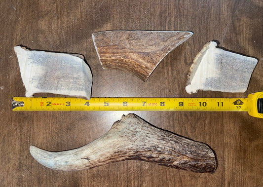 June-28 Elk Burr Shortie Split Duo/ medium moose paddle Chunk/ large tine  for good chewers