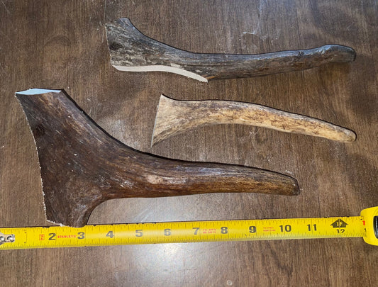 Aug-4 Moose Tine Trio Medium for good  chewers