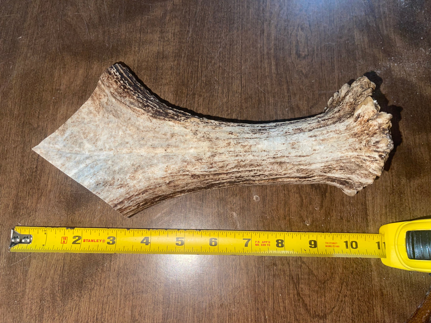 Sept-7-Monster Moose Beam XL For Powerful chewers
