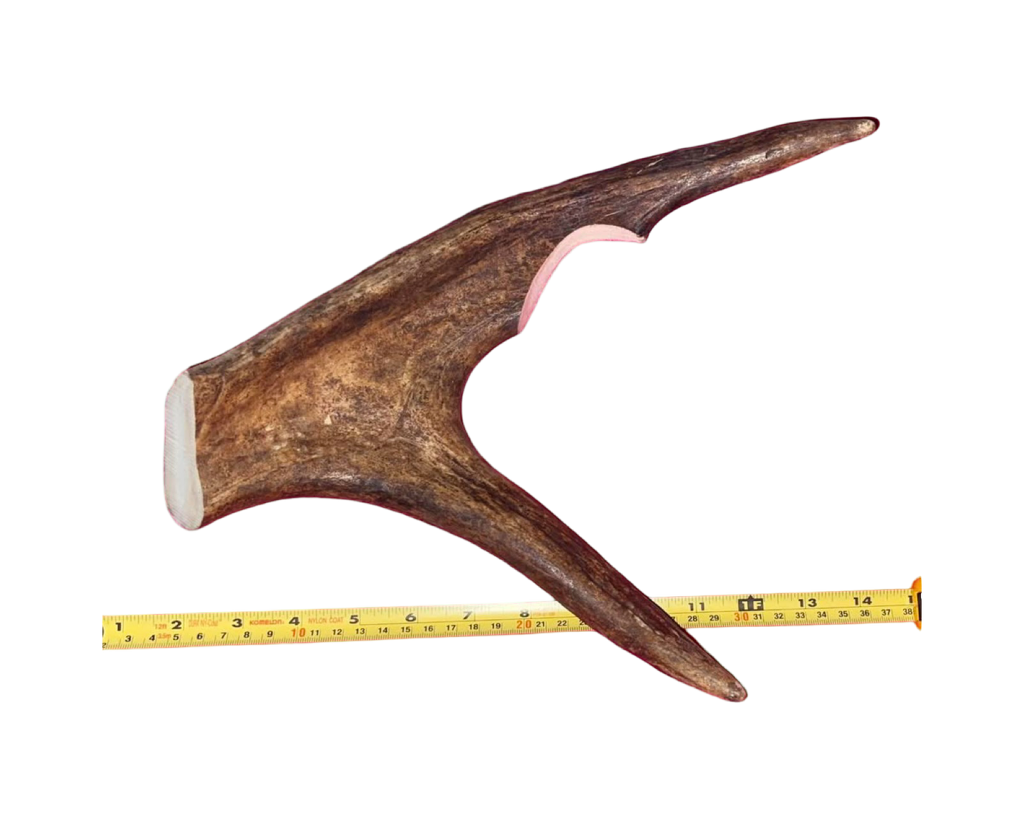 June-8 Monster Moose Claw XL for good to very good chewers