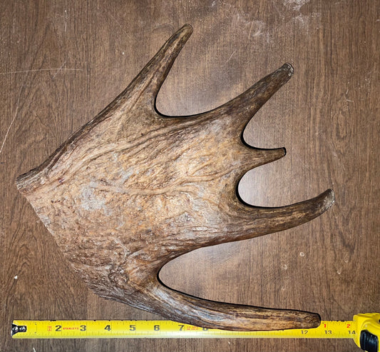 #9- 8/17/2 Monster Moose Paddle