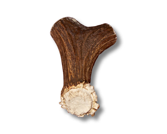 Moose Antler Monster Beam For Powerful Chewers