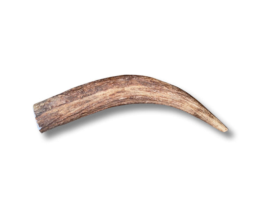 Extra Large Moose Antler Tine  For Dogs Over 60 Pounds. Very Good  Chewers