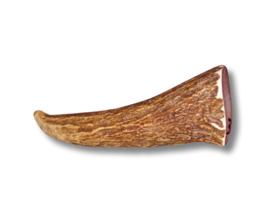 Medium Moose Antler Tine For Dogs Up To 25 Lbs for Very Good Chewers