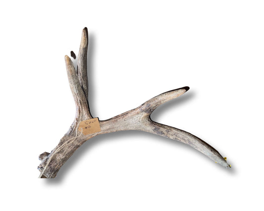 Moose Shed B